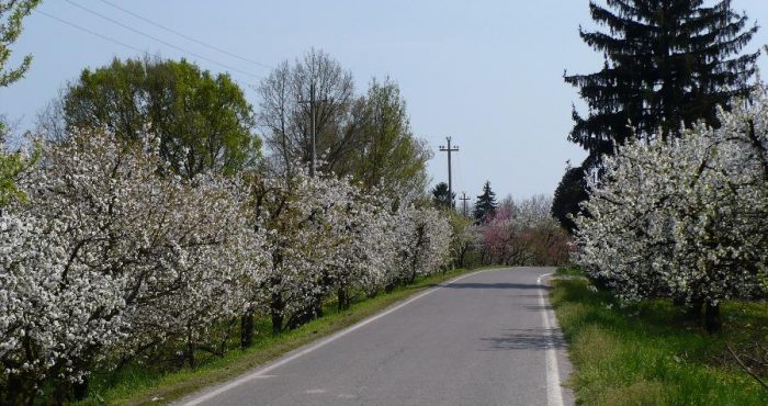 Gran-Tour-dItalia-Emilia-Romagna-ciliegi2