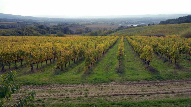 Gran Tour Umbria vini Torgiano