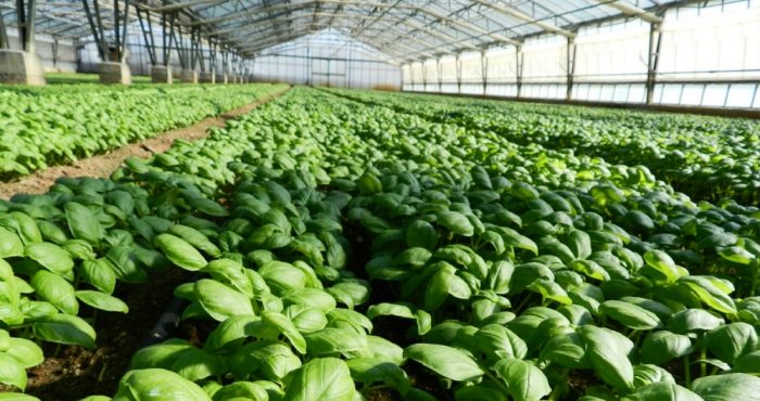 Il Basilico genovese Dop