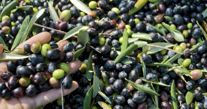 Guida all'olio extravergine di oliva Riviera Ligure DOP