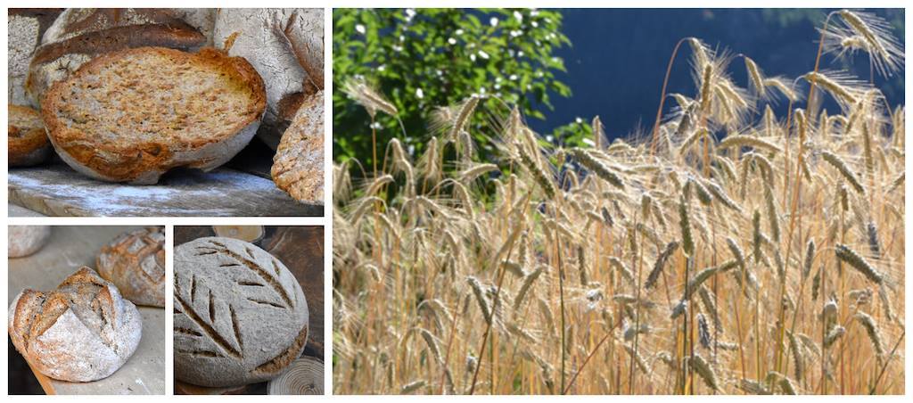 Cereale interessante per la sua farina e per il pane che se ne ricava
