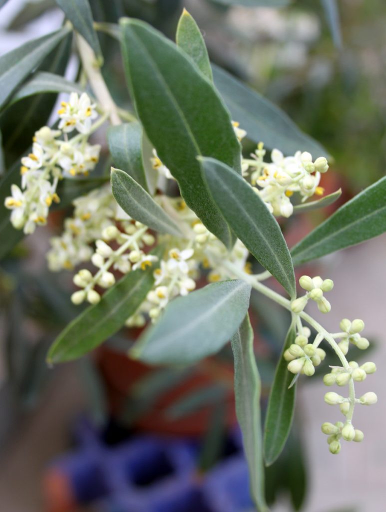 Fiori di olivo della Sardegna