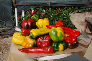 varietà di peperoni di Carmagnola