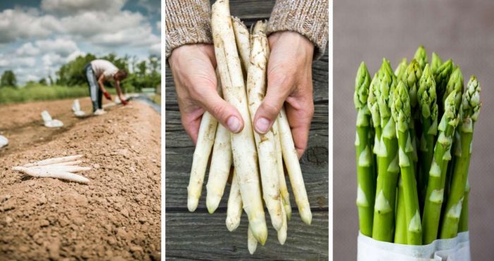 asparagi bianchi e verdi