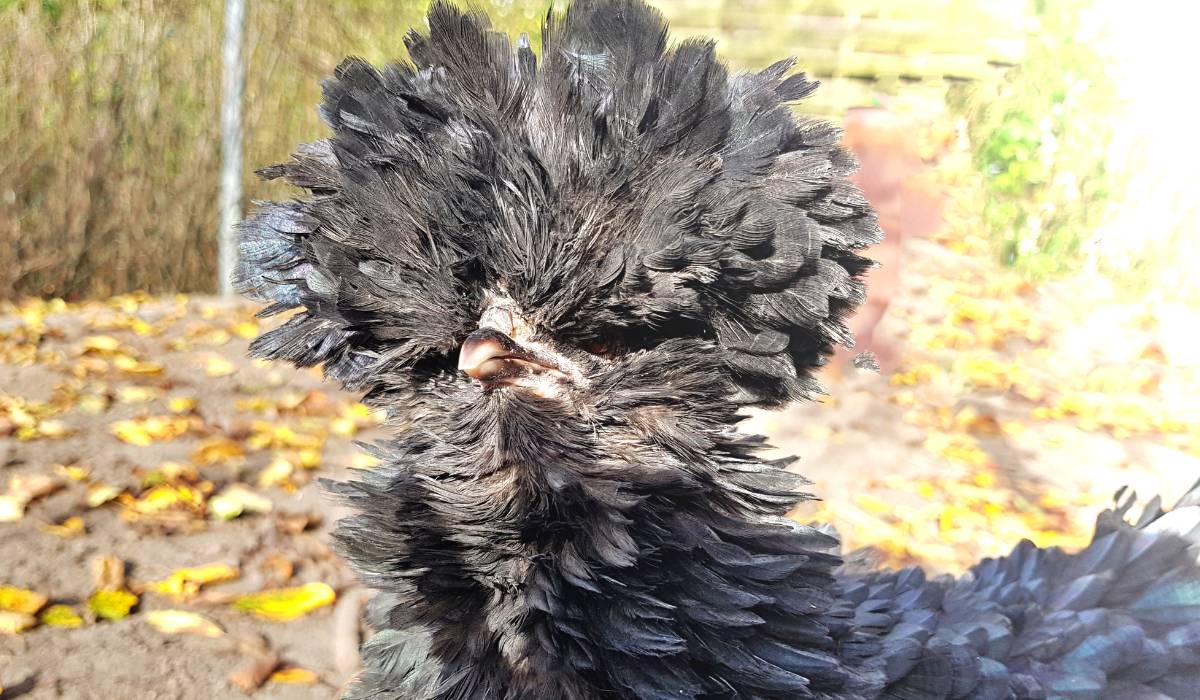 gallina padovana dal ciuffo nero